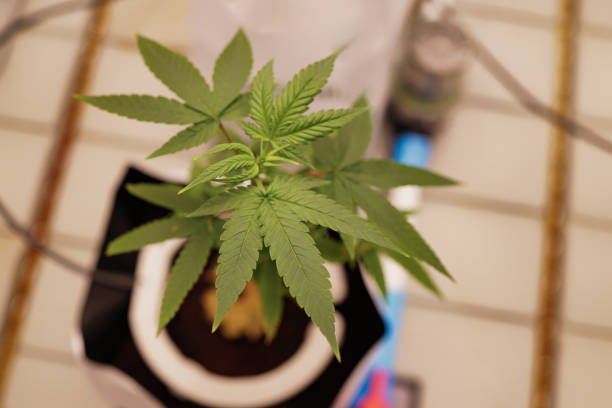 How to Maximize Profits in the Booming Dispensary Market of 2024